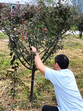 修剪?  height="130" border="0" style="width: 154px; border: solid 1px black;" />
                                                                                    </a><br />
                                                                                    <a href=